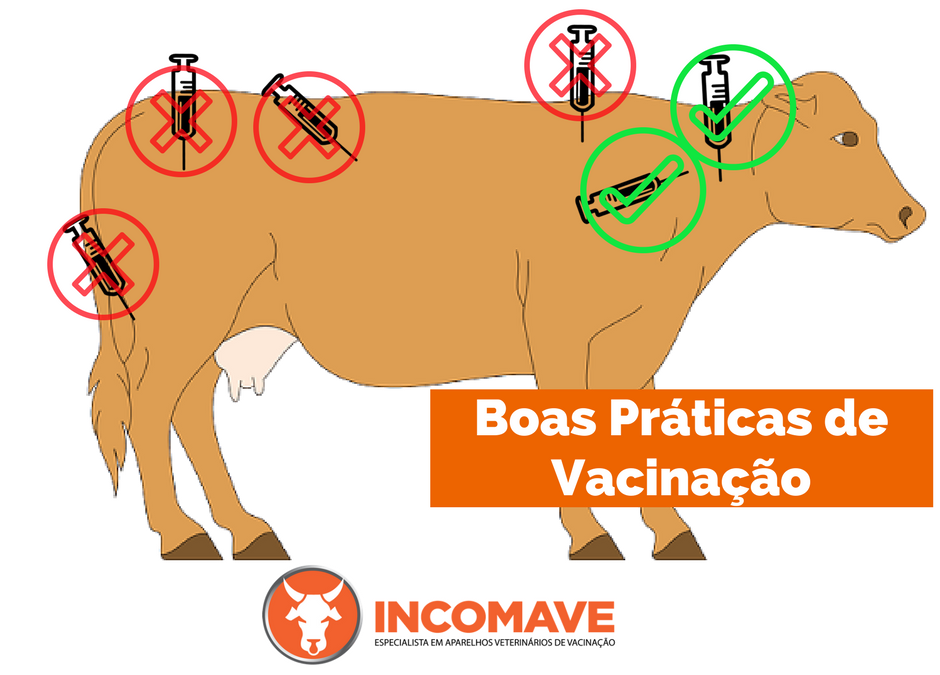 Boas Práticas de Vacinação: contenção e aplicação