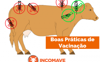 Boas Práticas de Vacinação: contenção e aplicação