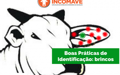 Identificação de bovinos: brincos